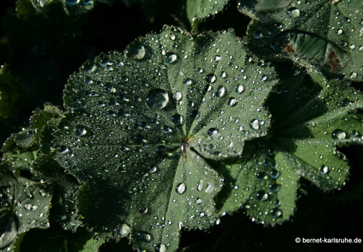 08-09-14-flora-083