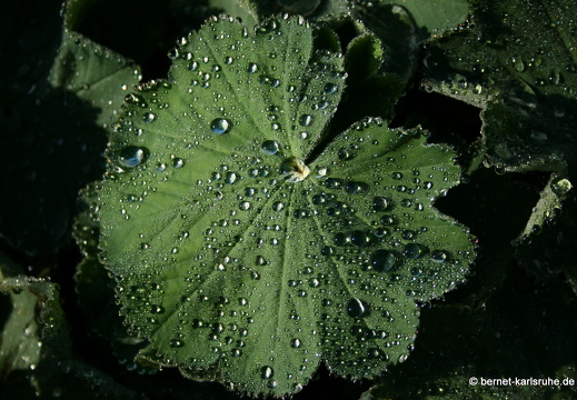 08-09-14-flora-085