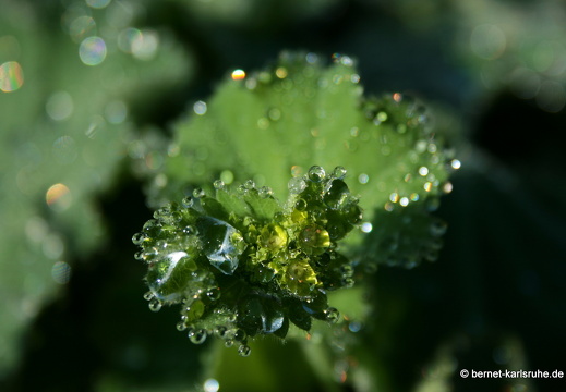 08-09-14-flora-086