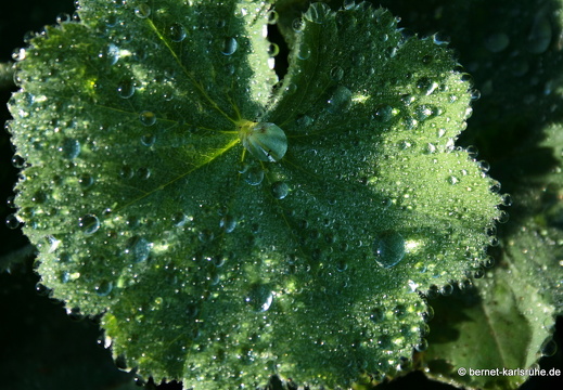 08-09-14-flora-087