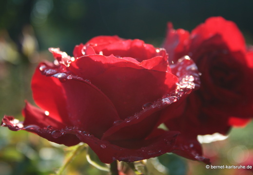 08-09-14-flora-102