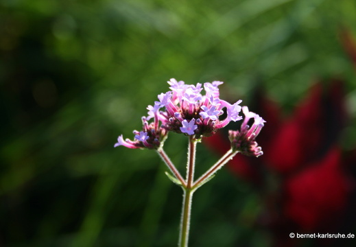 08-09-14-flora-142