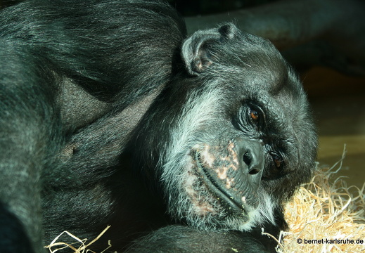 08-09-19-fauna-benny 127