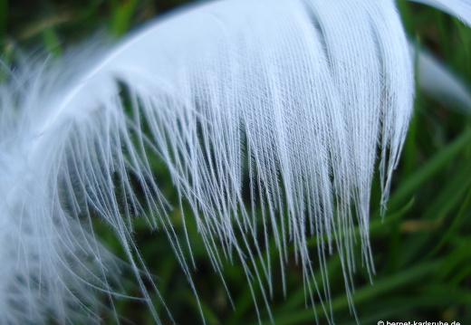 08-09-21-fauna-feder 563