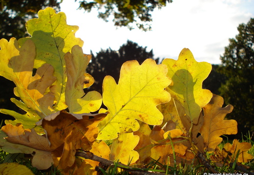 08-09-26-zoo--flora 089