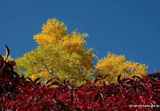 08-09-28-herbstimpressionen-064