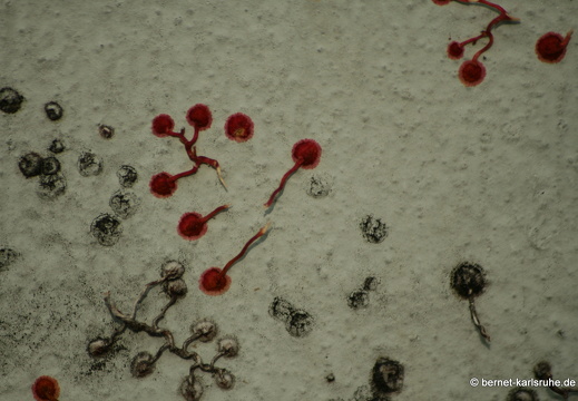 08-10-10-herbstimpressionen 226