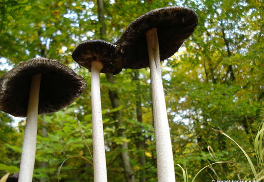 08-10-10-herbstimpressionen-pilze 019