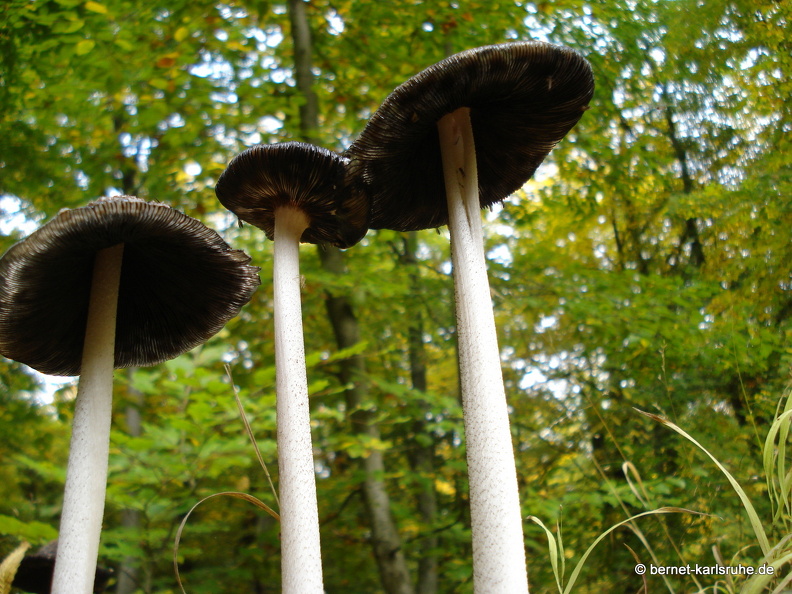 08-10-10-herbstimpressionen-pilze 019.JPG
