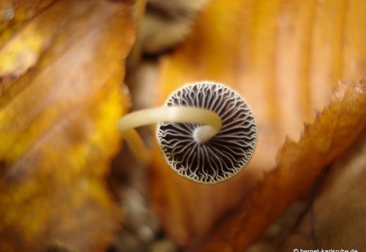 08-10-10-herbstimpressionen-pilze 036