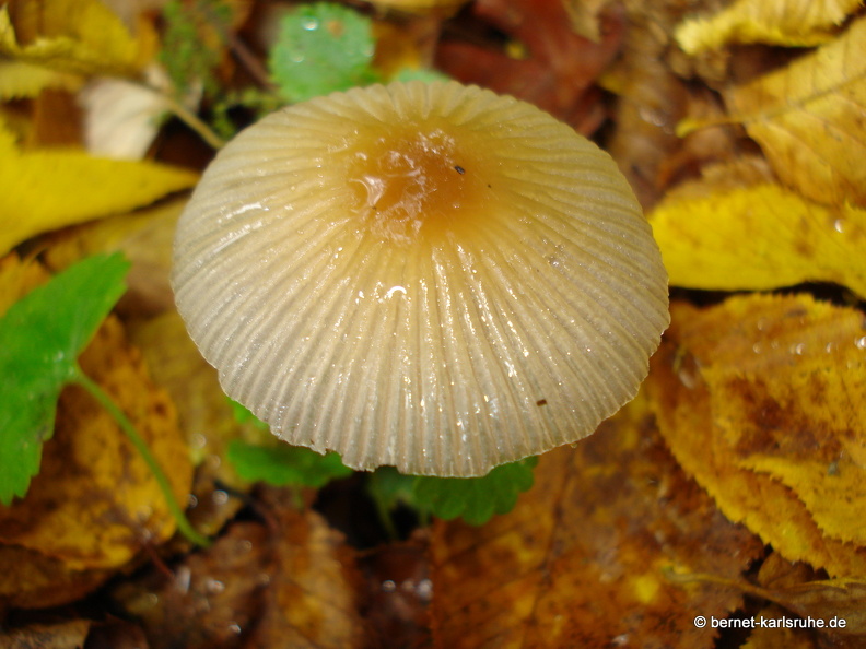 08-10-10-herbstimpressionen-pilze 110.JPG