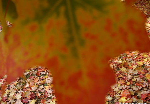 08-10-11-herbstimpressionen 027