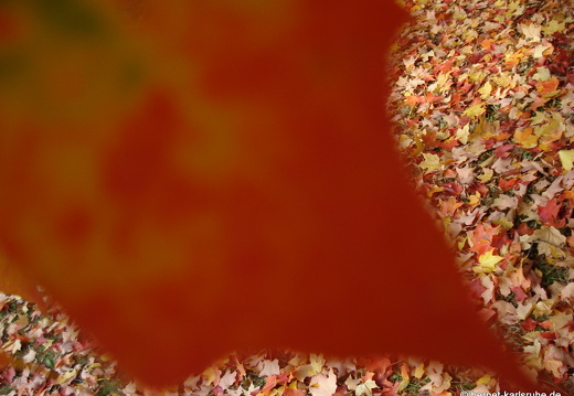 08-10-11-herbstimpressionen 028