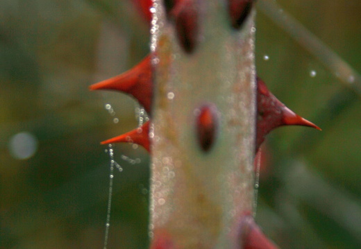 08-10-12-herbstimpressionen 102