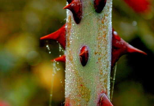 08-10-12-herbstimpressionen 103a