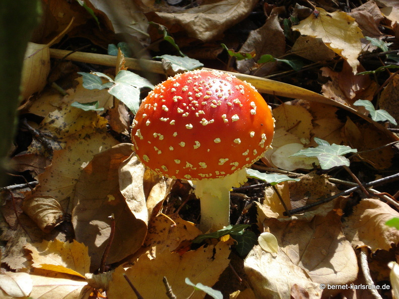 08-10-18-herbstimpressionen-pilze-musikerviertel 058.JPG