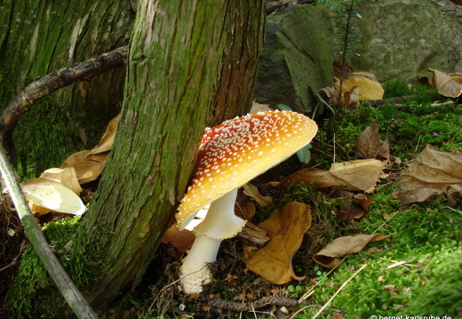 08-10-18-herbstimpressionen-pilze-musikerviertel 075