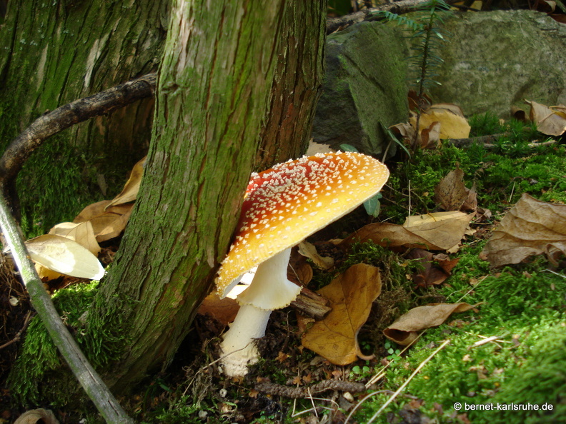 08-10-18-herbstimpressionen-pilze-musikerviertel 075.JPG
