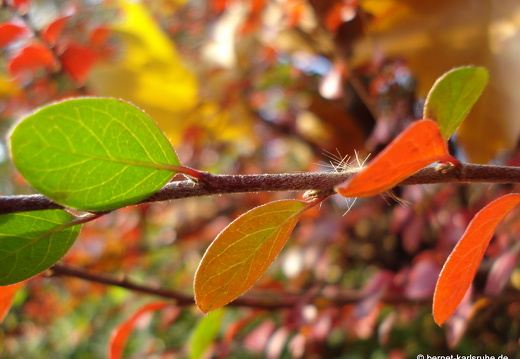 08-11-05-herbstimpressionen 005