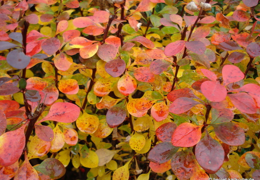 08-11-11-herbstimpressionen- 016