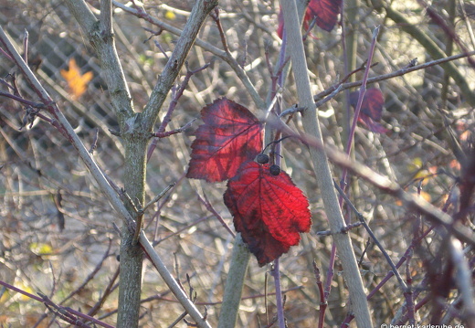 08-11-27-alter-flughafen 073
