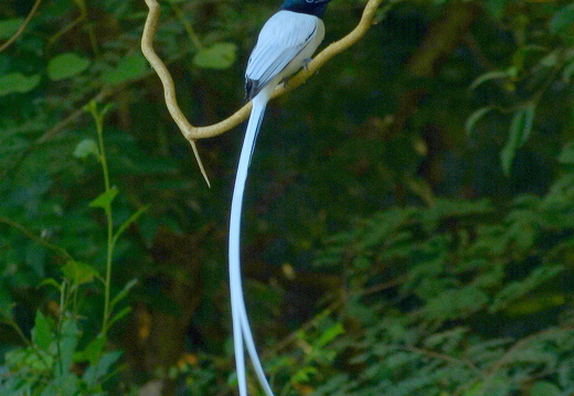 14-01-18-sigiriya-nachmittag-340