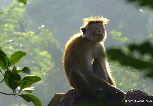 14-01-22-kandy-sujathas homestay-011
