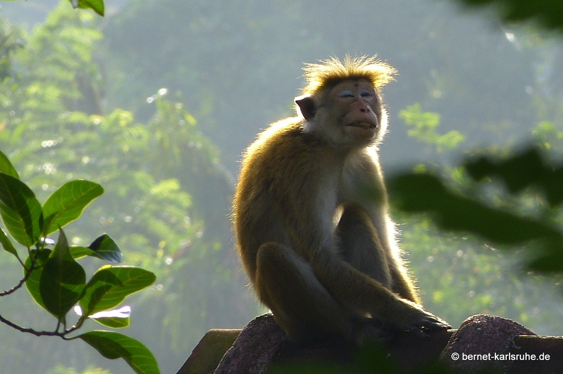 14-01-22-kandy-sujathas homestay-011.JPG
