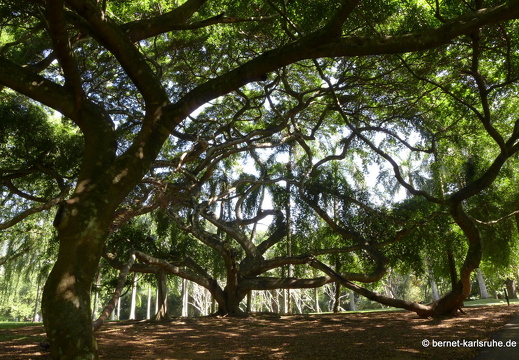 14-01-23-peradeniya-091