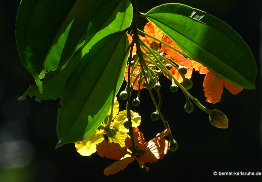 14-01-23-peradeniya-153