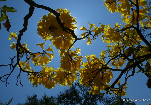 14-01-23-peradeniya-189