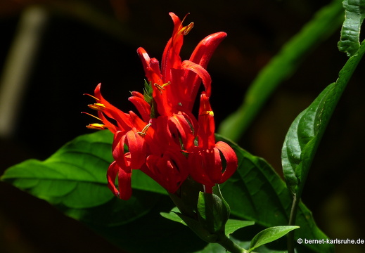 14-01-23-peradeniya-231