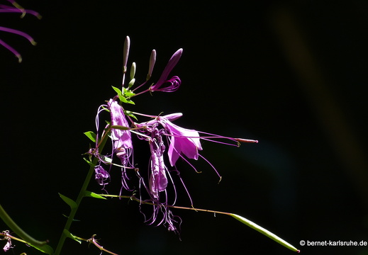 14-01-23-peradeniya-232