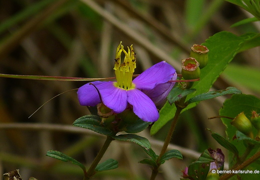 14-01-27-kandy-ausflug nach belwood-058