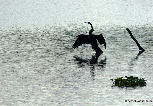 14-02-03-wasgamuwa-028