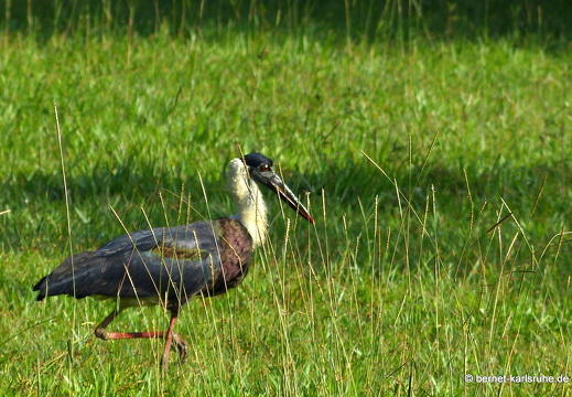 14-02-03-wasgamuwa-064