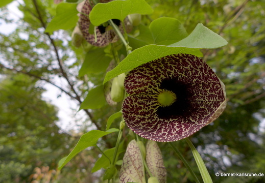 14-02-04-mahiyangana-004