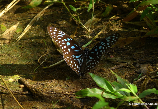14-02-05-mahiyangana-sorabora-see-076