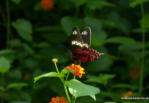 14-02-05-mahiyangana-sorabora-see-083