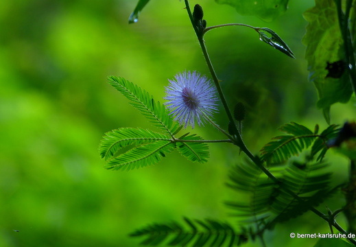 14-02-05-mahiyangana-sorabora-see-mimose-069