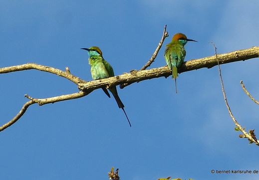 14-02-07-mahiyangana-bienenfresser-036