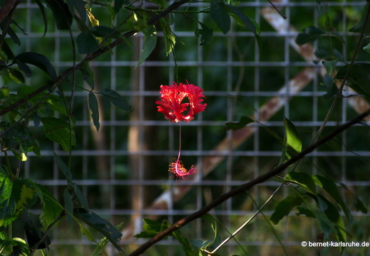 14-02-08-mahiyangana-198