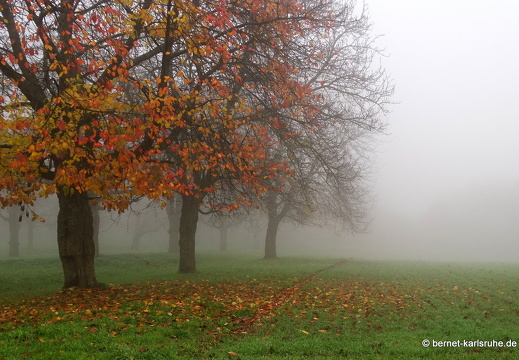 14-11-23-bergwald im nebel-051