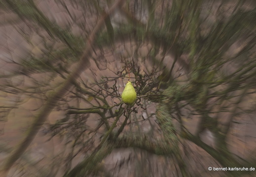 14-11-23-bergwald im nebel-059