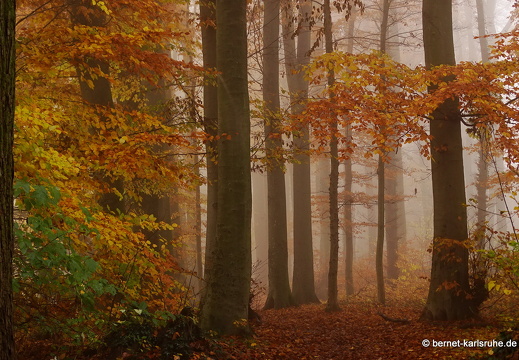 14-11-23-bergwald im nebel-095
