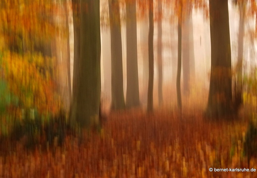 14-11-23-bergwald im nebel-104