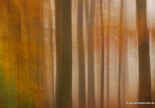 14-11-23-bergwald im nebel-100
