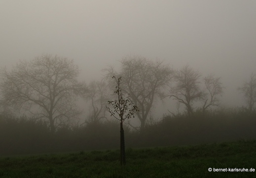 14-11-23-hohenwettersbach-im nebel-002
