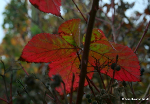 08-10-12-herbstimpressionen 082