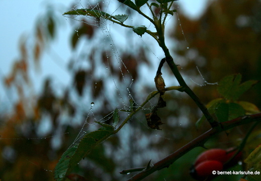 08-10-12-herbstimpressionen 084